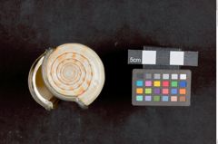 Foto einer Schnupftabakdose aus einer Kegelschnecke (NHMW-ZOO-MO-0081100-ETH-048b)